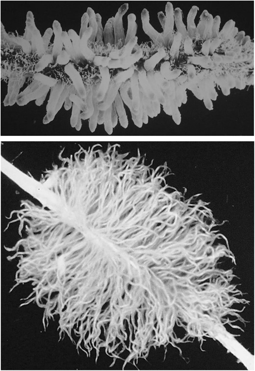 Proteoid root clusters of Leucadendron salicifolium (upper, 15 mm long with immature rootlets – yet to produce root hairs) and Viminaria juncea (lower, 45 mm long with mature rootlets).
