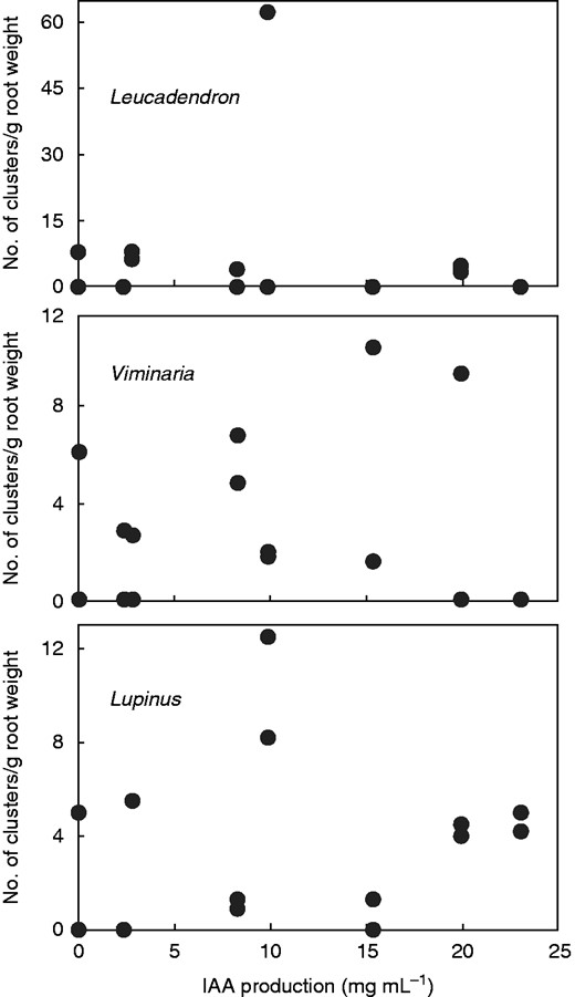 Root cluster production relative to root system weight versus putative IAA production by seven selected rhizobacteria plus control at two nitrogen levels (not distinguished here as there was no pattern).