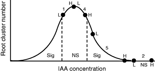 Possible interpretation of results for root cluster production induced by low (L) and high (H) IAA strains of Bacillus megaterium and Pseudomonas putida placed on the standard hypothetical response curve for increasing IAA concentration, here at the site of potential root-cluster formation. The relative position of each pair of data (L and H) is shown by dots with the number of pairs in that region placed between their bounds and their level of significance indicated by sig (significant) and NS (non-significant) from the analysis in Table 2. Note that each pair of data should be placed on its own bell-shaped curve determined by bacterium, host species and growing conditions but are placed on the same curve here so that overall trends become clear.