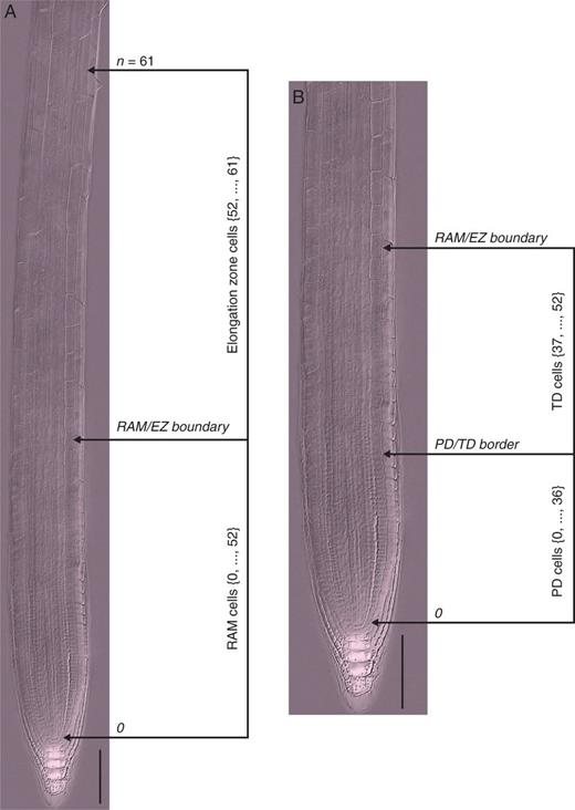 Anatomical topology of the arabidopsis root. (A) The root apical meristem (RAM) and elongation zone (EZ) of a wt arabidopsis Col-0 seedling root 7 d after sowing; composite image from a cleared root preparation. (B) RAM of the root shown in (A). The numbers represent cell positions with respect to QC (zero position). The n position corresponds to the first cortex cell adjacent to an epidermal cell that started to form a root hair bulge. Scale bars = 100 μm.