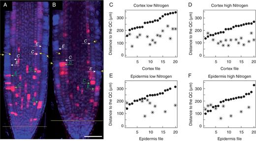 Distribution pattern of CycB1;1DB:GFP expression used as a molecular marker for PD determination and comparison of PD/TD border determinations by the ExpBiol method and MSC approach. (A, B) Root tip longitudinal median sections made by laser scanning confocal microscopy. GFP and DAPI channels were merged and images taken at different levels with respect to the root tip were assembled; the GFP signal is pseudo-coloured as magenta. (A) Roots grown on medium with 1 mm N. (B) Roots grown in medium with 30 mm N. Yellow arrows indicate the PD/TD boundary for cortex and epidermis files determined by ExpBiol based on changes in cell lengths or inter-nuclear distance; green arrows indicate the location within the PD where the cell expresses CycB1;1DB:GFP and is closest to the PD/TD boundary in epidermis (E) or cortex (C) files; white arrows indicate the PD/TD boundary determined by the MSC approach. Scale bar = 50 μm. (C–F) X-axis numbers indicate different cell files analysed (n=10 roots, one file of cortex and one file of epidermis for each root). The position of the last PD cell determined by the MSC approach (black dots) and the position of the cells closest to the PD/TD boundary which expresses GFP (asterisks) in epidermis and cortex files for low- and high-N media are shown. Note that not each cell file had cells expressing CycB1;1DB:GFP at the moment of fixation. For each condition, cell files are arranged in ascending order of the number of cells in the PD determined by the MSC approach.