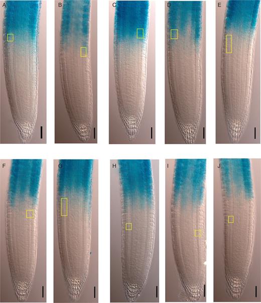 Determination of the PD/TD boundary in the CCS52A1:GUS line using the MSC approach; GUS expression marks the beginning of endoreduplication. (A–J) CCS52A1:GUS expression in wt roots (7 DAS) occurs in the TD and EZ. Yellow rectangles indicate the 95 % CI of the position of the last PD cell estimated by the MSC approach. Scale bar = 50 μm.