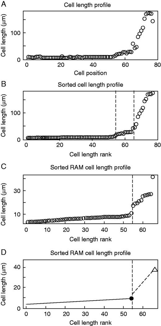 Estimation of the critical size of dividing and elongating cells by the sMSC approach. (A) Cortex cell length profile of the growing part of a representative root of wt Col-0, 9 DAS. (B) Sorted cell length profile in ascending order of the growing part of the root shown in (A). Vertical dashed lines represent positions of breakpoints, estimated by the MSC approach, that correspond to the PD/TD and the RAM/EZ boundaries of sorted cell lengths. (C) Sorted RAM cell length profile of the RAM of the root shown in (A) and (B). Vertical dashed line represents the breakpoint that delimitates the PD and TD cell length sets. (D) Linear models for PD and TD cell length sets. The black dot represents the estimated critical size of dividing cells (LcritD) and the white triangle represents the critical size for the initiation of rapid elongation (LcritE) for the file of the cortex shown in (A).