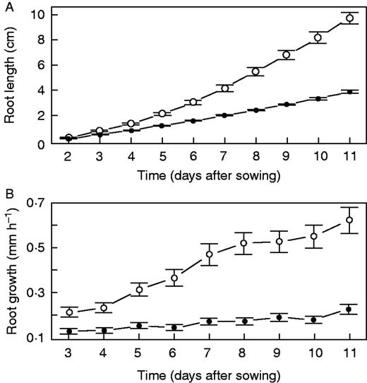 Growth of wt and xal1 roots. (A) Root growth dynamics in wt (white circles) and xal1 (black dots) roots. (B) Root growth rates over time in wt (white circles) and xal1 (black dots). Error bars represent 95 % CI, n = 20.