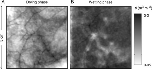 Neutron radiography of the rhizosphere of a lupine during drying (A) and wetting (B). The picture shows the water content distribution (dark = wet). Note the high water content in the rhizosphere during the drying period, and the almost opposite pattern (dry rhizosphere) after irrigation. The images are adapted from Carminati et al. (2010).