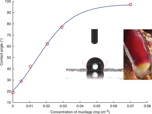 Contact angle of water as a function of grams of mucilage per surface as measured with the sessile drop method. Mucilage was collected from brace roots of maize and was allowed to dry on a glass side. The inset shows a picture of a water droplet on a surface covered with a high concentration of mucilage and a picture of a brace root of maize covered with mucilage. The figure is modified from Ahmed et al. (2015b).