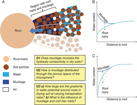 Conceptual model of root water uptake including the effect of mucilage and root hairs. (A) Illustration of the spatial distribution of mucilage in the rhizosphere and the related increase in water content. The hypothesis is that mucilage increases the soil water content around the roots and keeps the space between root hairs wet and possibly conductive. (B) Putative profiles of water content as a function of distance from the root surface, including the effect of mucilage and root hairs. (C) Putative profile of matric potential as a function of distance from the root surface, including the effect of mucilage and root hairs. Three key questions to be addressed with high priority are highlighted.
