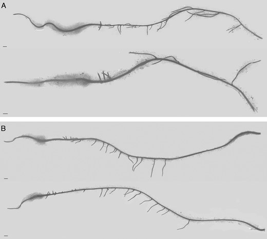 Image of the roots of ‘Steptoe’ (A) and Az34 (B) plants. Scale bar = 1 mm.