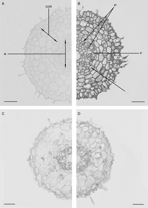 Immunolocalization of ABA in root sections (3–5 mm from the root tip) of ‘Steptoe’ (A and B) and Az34 (C and D) treated (D) and untreated (A, B, C) with 10–5m ABA. Similar dilutions of anti-ABA serum were applied to the sections of either ‘Steptoe’ or Az34. (A) Section of ‘Steptoe’ roots treated with normal non-immune serum. COR, cortex; P, pericycle; pl, phloem; st, stele; e, endodermis. Scale bars = 100 µm.