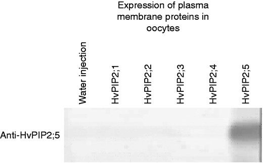 Western blot analysis of membrane proteins of oocytes expressing cRNA of the coding region of HvPIP2;5 using antibodies against synthetic oligopeptides corresponding to the amino acid sequences in the N-region of HvPIP2;5.