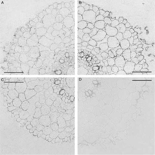 Immunolocalization of AQPs in roots (3–5 mm from the root tip) of ‘Steptoe’ plants using antibodies against HvPIP2;1 (A), HvPIP2;2 (B) and HvPIP2;5 (C). (D) Sections treated with non-immune serum. Scale bars = 50 µm.