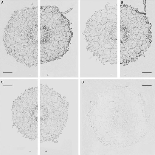 Immunolocalization of AQPs in roots (3–5 mm from the root tip) of Az34 plants using antibodies against HvPIP2;1 (A), HvPIP2;2 (B) and HvPIP2;5 (C) AQPs treated (+) and untreated (–) with 10–5m ABA. (D) Sections treated with non-immune serum. Scale bars = 50 µm.