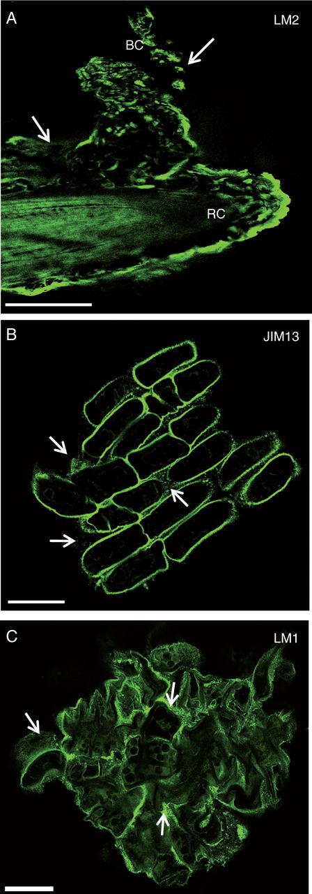 Immunofluorescence staining of root tips with the mAbs LM2 (A), JIM13 (B) and LM1 (C) recognizing AGP and extensin epitopes. Note the occurrence of the epitopes both at the root cell surface and within the mucilage (white arrows). RC, root cap; BC, border cells. Scale bars: (A) = 100 µm; (B, C) = 20 µm.