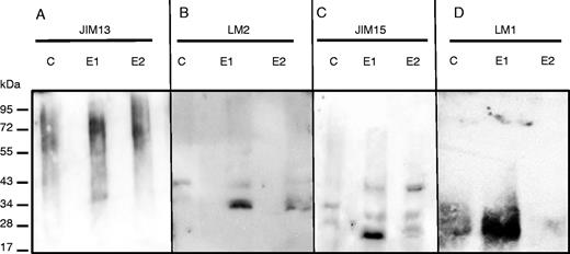 SDS–PAGE and western blot analysis of proteins from root exudates of non-elicited (C, control) and elicited (E1 and E2) plants. Proteins were run on gels, blotted and probed with antisera recognizing either arabinogalactan protein epitopes JIM13 (A), LM2 (B) and JIM15 (C) or extensin epitope LM1 (D). The epitopes recognized by each antibody are presented in Table 1. E1 and E2 correspond to the elicitor concentrations used (1 mg mL−1 for E1, 2 mg mL−1 for E2).