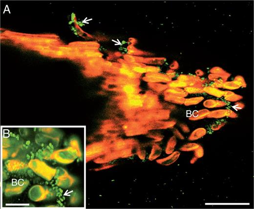Laser confocal microscopy image showing binding of the bacterium P. atrosepticum to S. tuberosum root tip. Note the presence of bacteria over border cells (arrowheads and inset). Green spots correspond to bacteria. BC, border cells. Scale bars: (A) = 86 µm (A); (B) = 20 µm.