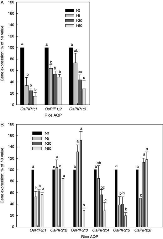 (A) Expression of PIP1 and (B) PIP2 aquaporins (AQPs) in rice roots following shoot removal. Values are expressed as a percentage of the 100 % value at the start of the experiment (t-0). The root system was harvested either immediately (t-0) or 5 min (t-5), 30 min (t-30) or 60 min (t-60) following removal of the shoot. The expression of PIP AQP genes was related to that of references genes, and the resulting value at t-0 (harvested immediately) was set to 100 %. The expression of PIP genes at the other time points was expressed as a percentage of this 100 % value. Results are the averages and s.e. (error bar) of 3–4 independent experiments. Values for a particular AQP which do not share a lower case letter differ significantly from each other (P < 0·05, one-way ANOVA followed by Tukey analyses).