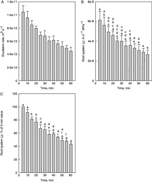 Changes in root exudation rate and hydraulic conductivity (Lp) following shoot removal in rice. The shoot of a plant was removed just above the shoot base and the excised root system was connected to a glass capillary. The rate of exudate formation in the glass capillary was followed with time. To calculate Lp, the surface area of the root system was determined at the end of an experiment, and exudate and root medium were analysed for osmotic pressure to calculate the driving force for root water uptake. (A) Absolute values of root exudation rate and (B) Lp are shown, together with the (C) percentage value of Lp; to calculate the latter, the exudation root Lp of each root system at 5 min following shoot removal was set to 100 %. For technical reasons, it was not possible to calculate root Lp for t-0. Results are the means and s.e. of five plants. Values which do not share a lower case letter differ significantly from each other (P < 0·05, one-way ANOVA followed by Tukey analyses).