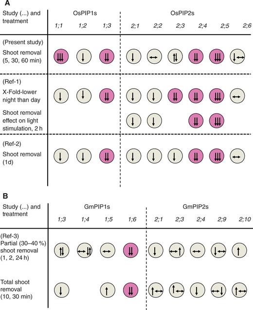 Schematic summary of changes in expression of (A) rice and (B) soybean PIP aquaporins in response to shoot removal or other treatments which affect shoot transpirational water loss. Data for rice were taken from the present study, or from the study by Ahamed et al. (2012; ‘Ref-1’) and Sakurai-Ishikawa et al. (2011; ‘Ref-2’); data on soybean were taken from Vandeleur et al. (2014; ‘Ref-3’). The change in AQP expression in response to either (partial) shoot removal or change in shoot transpiration (Ref-1, comparing night-time with daytime expression) is indicated through the direction of the arrow: down/up/level corresponds to decrease/increase/no change in expression, respectively. The magnitude of expression change is indicated by the number of arrows: one arrow, small change; three arrows, largest change. Those PIPs which showed the largest or most consistent decrease in expression across studies are highlighted in pink. As some of the studies involved time-courses, changes in the expression response with time are indicated through a sequence of arrows (arrow furthest left, first time point; arrow furthest right, last time point).