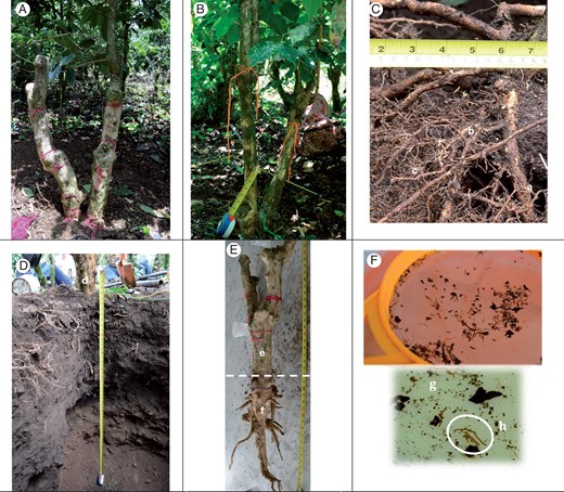 Accessing the coffee root system and aerial stump: (A) aerial stump with two fused aerial stumps; (B) aerial stump with three young resprouts on the right and two old resprouts on the left; (C) root categories separated into (a) coarse, (b) medium (c) and fine roots; (D) internal view of the shallow trench, i.e. excavated Voronoi polygon, to a depth of 1·5 m, where (d) is the aerial stump; (E) coffee stump separated into (e) aerial and (f) below-ground (taproot) components; (F) manual sorting of fine roots using a 0·5-mm sieve under tap water and zoom of the sieve showing (g) the organic debris (black) and (h) fine roots.
