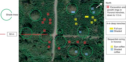 Image (Google Earth, February 2012) of the coffee agroforestry plot, with shade-inducing trees (Erythrina poeppigiana) and coffee plants (Coffea arabica). The exact position of shallow trenches, individuals used in growth ring analysis, sequential cores, and 4-m deep trenches is mapped. The ten individuals used for sequential coring were relocated every 4 months.