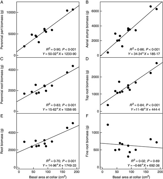 Relationships between basal area at collar (BAC: cm2) and biomass (g per full Voronoï space of 1·59 m2 × 1·5 m depth) of specific coffee components: (A) total biomass of four perennial components (aerial stump, tap, coarse, medium roots); (B) biomass of aerial stump; (C) total biomass of three components of perennial roots (tap, coarse, medium roots); (D) biomass of taproot; (E) biomass of total roots (tap, coarse, medium, fine roots); (F) biomass of fine roots. Intercepts were significantly different from zero, except for perennial parts and for aerial stumps. However, we forced the intercept to zero when calculating biomass and NPP per BAC class and per ha, assuming that biomass is zero at the start of growth of plants. Next, n = 12, except for A, C, E and F where n = 11 due to lost samples.