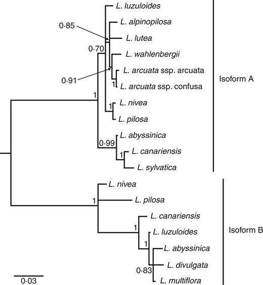 Consensus tree of CenH3 sequences from Luzula species inferred in BAli-Phy 2.3.5. Numbers indicate Bayesian posterior probabilities. Branches with posterior probabilities <50 % are collapsed. The scale bar indicates branch lengths.