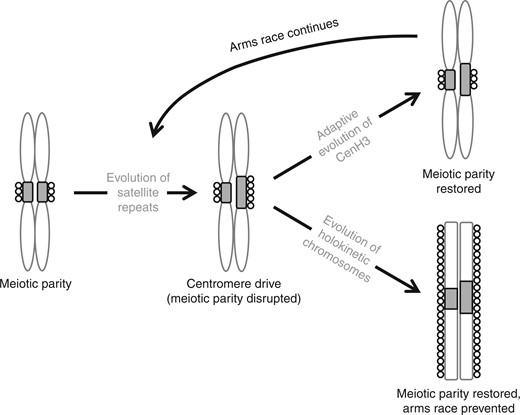 The model of centromere drive in monocentric chromosomes and its suppression by chromosomal holokinetism. In the first stage, an expansion of centromeric satellite repeats (grey rectangles) at one of the monocentric homologues leads to an expansion of CenH3 nucleosomes (circles) and thus to a larger kinetochore providing a transmission advantage in asymmetric meiosis. Then there are two possibilities: either (1) an adaptive CenH3 mutation changes its binding affinity for centromeric satellites thereby restoring meiotic parity and suppressing centromere drive until a new selfish satellite arises and the cycle begins again, or (2) the evolution of holokinetic chromosomes ends the arms race permanently by means of the extended kinetochore.