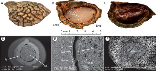 Amborella trichopoda drupe without fleshly part (DWFP) structure. (A–C) Binocular microscopy, (D–F) scanning electron microscopy. (A) Whole DWFP. (B) Longitudinally cut DWFP. (C) An opened drupe showing the pit and seed sensu stricto. (D) Transverse section. (E) Magnified transverse section showing the meso-endocarp of the fruit separated by a silicate-crystal layer. (F) Longitudinal section of a seed sensu stricto showing the heart-shaped underdeveloped embryo (Emb, embryo; End, endocarp; Endo, endosperm; Fr, fruit parts; Mes, mesocarp; Sc, seed coat; Sic, silicate-crystal layer).