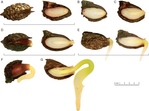 (A) Reconstructed chronological sequence of Amborella trichopoda seed germination. Underlining indicates drupes without fleshly parts (DWFP) viewed whole or longitudinally cut. (A) Slightly open DWFP, whole (top view) and longitudinally cut (side view). (B and C) Embryos at later developmental stages, showing wider openings. (D) Whole and longitudinally cut DWFP at the stage of radicle emergence. (E–G) Subsequent developmental stages.