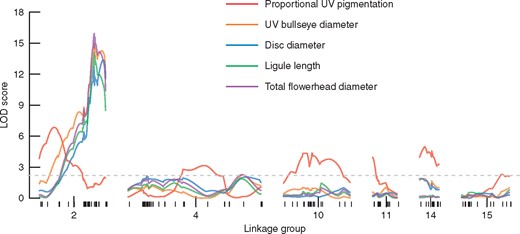 Linkage mapping LOD traces for five traits (absolute and proportional UV pigmentation size and three measures of flowerhead size) along the six linkage groups with significant QTL. Marker spacing on each linkage group is indicated by the lower rug marks, and the dashed grey line represents the genome-wide 95 % significance threshold based on 1000 permutations.