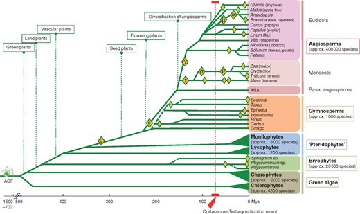 Simplified phylogeny of the green plant lineage focusing on the occurrence of WGD (whole-genome duplication) events. Polyploidy events (yellow diamonds) refer to either single or multiple rounds of WGD (i.e. duplication or triplication) and are labelled where applicable (Greek letters; see references below). Complete genome sequences have clearly established that WGD has remarkably shaped the evolutionary history of angiosperms compared with the other major clades of green plants. Estimates for the age of angiosperms have suggested the range of 167–199 million years ago (Mya) (Bell et al., 2010). Then rapid radiations responsible for the extant angiosperm diversity occurred after the early diversification of Mesangiospermae 139–156 Mya (Moore et al., 2007; Bell et al., 2010) with a burst of diversification specific for the Cretaceous, <125 Mya (age of the earliest angiosperm macrofossil; Cascales-Miñana et al., 2016). Early divergence times are from Bell et al. (2010) and Leliaert et al. (2012); for angiosperms from Fawcett et al. (2009), Jiao et al. (2011) and Li et al. (2016); and for gymnosperms from Lu et al. (2014). Dashed lines indicate imprecise timing or approximate representation of lineage divergence. WGD events are from Jiao et al. (2011); Leliart et al. (2011); D’Hont et al. (2012); Beike et al. (2014); Renny-Byfield and Wendel (2014); Li et al. (2015, 2016); Scott et al. (2016); Shaw et al. (2016); and Bombarely et al. (2016). See corresponding publications for precise estimates of time divergence and occurrence of WGD. AGF, hypothetical ancestral green flagellate; ANA, basal angiosperms including Amborellales, Nymphaeales, Austrobaileyales; following a standardized method, Greek letters are used to name polyploidy events along the phylogenetic tree, starting from the α (alpha) and β (beta) events that have been identified in the arabidopsis genome (Bowers et al., 2003).