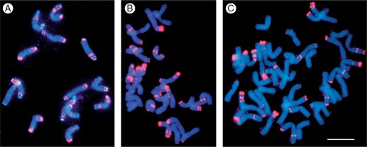 Metaphase chromosomes of diploid, tetraploid and hexaploid wheats stained with the DNA stain 4',6-diamidino-2-phenylindole (DAPI; cyan) and showing fluorescent in situ hybridization signal (magenta) from the 120 bp tandemly repeated (pSc119.2) DNA family common to many Triticeae species (see Contento et al., 2005). This repeat family originated before the split of rye, barley, wheat and other grasses in the tribe, but has been amplified differentially in the different species. It forms large blocks at sub-telomeric and intercalary chromosomal regions in the B genome wheats, both seen in the seven chromosome pairs in the diploid (A), tetraploid (B) and hexaploid (C), but has only few sites in about half of the A and D genome chromosomes with weak single sub-telomeric foci (B, C). (A) Aegilops speltoides (2n = 2x = 14, genome constitution B'B'); (B) Triticum durum (2n = 4x = 28, AABB); (C) T. aestivum (2n = 6x = 28, AABBDD). Scale bar = 10 μm.