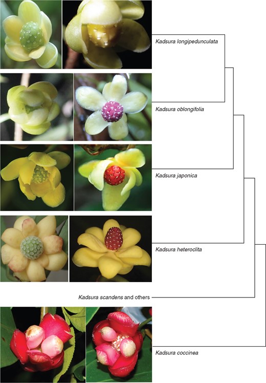 Female flowers (left) and male flowers (right) of the four Kadsura species studied here, with their phylogenetic relationships as inferred in this study (photos by S.-X. Luo, except for those of K. japonica, which are from asianflora.com).