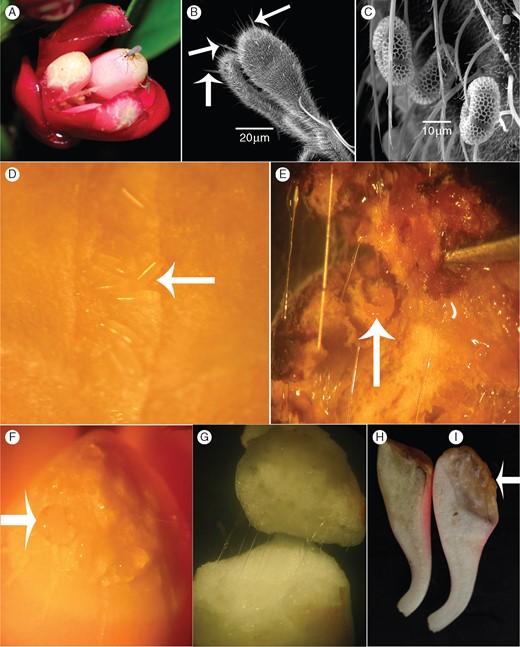 Flowers and pollinators of Kadsura coccinea in Southern China. (A) Two ovipositing Resseliella midges on the massively enlarged inner tepals. (B) Cerci of Resseliella spec_ex_K. coccinea under SEM; the arrows point to three of the four setae on the cerci of this species. (C) Pollen grains of K. coccinea on a midge’s body. (D) Eggs (arrow) of Resseliella on the apical platform of an inner tepal. (E) Longitudinal section of an inner tepal with larvae of Resseliella (arrow) feeding on the secretion. (F) Droplets of resinous exudate on the apex of an inner tepal. (G) The sticky resinous exudate of the inner tepals of first-night flowers. (H) Longitudinal sections through an inner tepal from a bagged flower not visited and wounded by midge larvae. (I) Longitudinal section through an inner tepal from a flower visited and wounded by midges, with the arrow pointing to resin droplets.