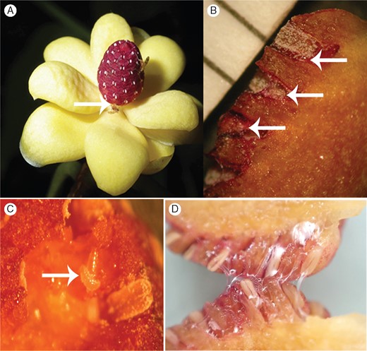 Flowers and pollinators of Kadsura heteroclita. (A) Two Resseliella midges visiting and ovipositing on an androecium. (B) Resseliella eggs (arrows) in the anther chambers, with a millimetre scale to the left. (C) Resin on the connectives and feeding larvae (arrow). (D) Resin in two stamens of a flower in which midges had oviposited.