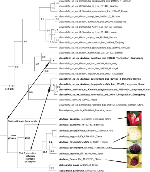 Chronograms for the Resseliella midges (top) and the Kadsura species they pollinate (bottom), with 95 % error ranges for the time estimates of nodes discussed in the text. See the Materials and Methods for fossil and rate calibrations, and Figs S6 and S8 for errors around time estimates on nodes with >96 % posterior probability. A phylogeny with multiple midge samples per Kadsura species is shown as Fig. S7.