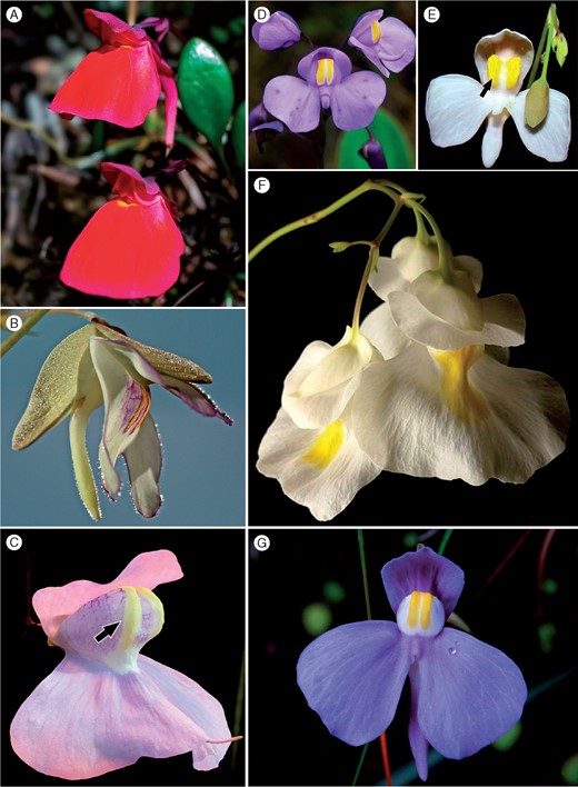 Orchid-like Utricularia species. Sect. Orchidioides: (A) U. quelchii N.E.Br.; (B) U. asplundii P.Taylor; (C) U. humboldtii Schomb.; (D) U. reniformis A.St.-Hil.; (E) U. nephrophylla Benj.; (F) U. alpina Jacq.; Sect. Iperua; (G) U. geminiloba Benj. Arrows denote the crest of the corolla. Photo credits: (A) Martin Hingst; (B) Nicole Rebbert (utricularien.de); (C) Barry Rice; (F) Ron Lane.