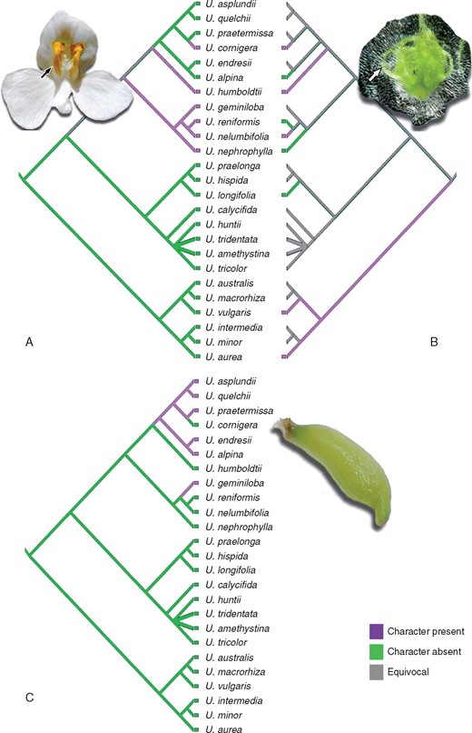 Distribution of morphological characters based on the Bayesian combined tree. (A) Crest on the lower lip of the corolla. Primary organs in the embryo (B) and tubers (C). Photo credit: Barry Rice, detail in (B).