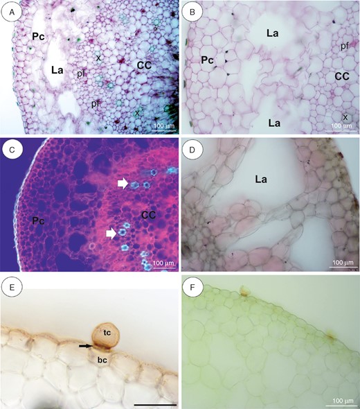 Anatomy and histochemistry of Utricularia nelumbifolia stolons. (A, B) General stolon anatomy. Note the parenchymatous cortex (Pc), which surrounds the ectophloic central cylinder (CC). pf, phloem; x, xylem; La, lacunae. Scale bar = 100 µm. (C) Autofluorescence of tissues under UV light. Pc, parenchymatous cortex; CC, central cylinder (CC). xylem. Arrow indicates xylem. Scale bar = 100 µm. (D) Negative reaction for lipids (Sudan III). Scale bar = 100 µm. (E) Reaction for lipids (Sudan IV). Note the positive reaction in cuticle of epidermal cells and the barrier cell of the trichome. tc, terminal cell; bc, basal cell. Arrow indicates a barrier cell. Scale bar = 50 µm. (F) Section after IKI treatment. Note the lack of starch grains. Scale bar = 100 µm.