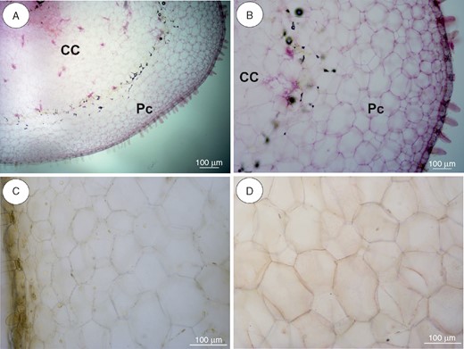 Anatomy and histochemistry of Utricularia alpina tubers. (A, B) General tuber anatomy. Note the parenchymatous cortex (Pc), which surrounds the ectophloic central cylinder (CC). Scale bar = 100 µm. (C) Section after IKI treatment, showing positive reaction for protein in nuclei. Scale bar = 100 µm. (D) Reaction for lipids (Sudan IV). Scale bar = 100 µm.