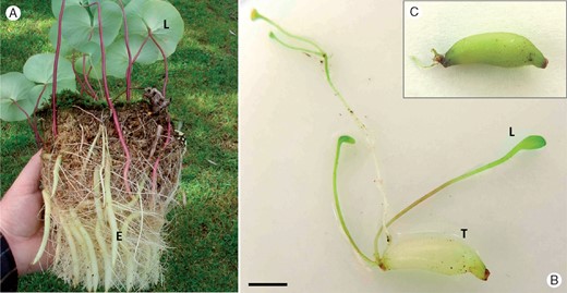 Habit of Utricularia reniformis (A) and tuber of Utricularia geminiloba before (B) and after (C) a 30-d experiment to verify the photosynthetic function. L, leaf; E, stolon; T, tuber. Photo credit for (A): David Banks. Scale bar = 5 mm.