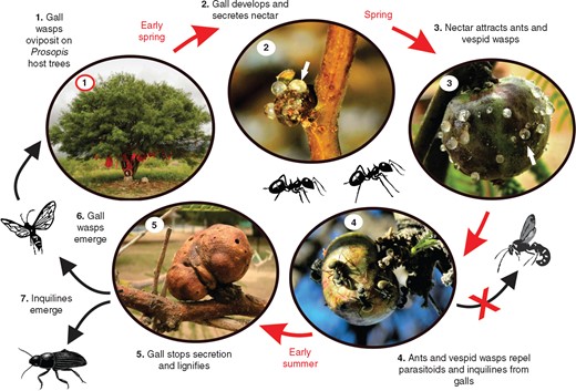 Life cycle of Eschatocerus acaciae galls on Prosopis sp. trees and their interaction with nectar consumers and natural enemies in La Rioja, Argentina. White arrows show the sugary secretions of the galls.