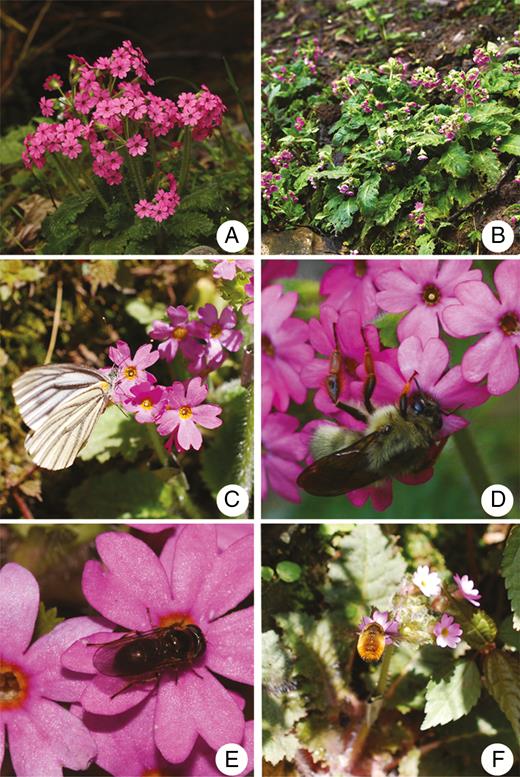 Flowers of Primula oreodoxa with diverse insect visitors. (A) Flowering plant; (B) habitat of population TTS; (C) Pieris melete (Pieridae); (D) Bombus (Bombidae); (E) Syrphidae; (F) Bombyliidae.