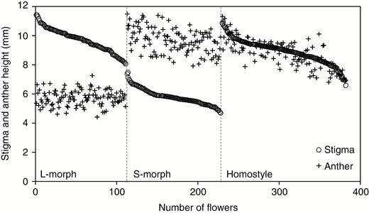Variation in stigma and anther height in the floral morphs of Primula oreodoxa (n = 378 flowers). The flowers measured are ranked by style length to illustrate the relative stigma and anther positions in the long-styled, short-styled and homostyled morphs. Flowers plotted are from 12 populations (DWS, JCC, WWS, ELS, QLP, HZG, CSQ, DFD, TTS, QCS, XXC and LWP).