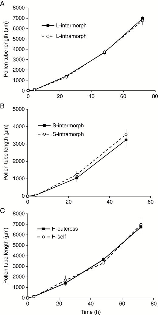 Pollen tube length following controlled hand pollinations of Primula oreodoxa conducted in the field. Data are means, and vertical bars are the standard deviation.