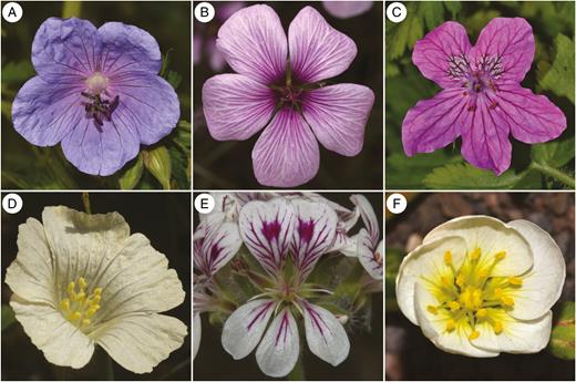 Floral organization and architecture of some of the species studied in Geraniaceae and Hypseocharitaceae. (A–E) Geraniaceae: (A) Geranium pratense (BONN-3785); (B) Geranium maderense (GHB 49664); (C) Erodium manescavi (BONN-3787); (D) Monsonia emarginata (GHB 44182); and (E) Pelargonium australe (GHB 36554). (F) Hypseocharitaceae: Hypseocharis bilobata (Ortuño 2361).