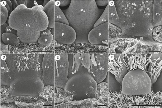 Nectary gland development in Erodium manescavi. (A) Antesepalous stamen before the onset of nectary gland development. (B) Onset of nectary gland development. The arrow indicates the earliest observed stage of nectary gland development. (C) The gland broadens laterally, and trichomes begin to develop. (D) Gland and trichome development progresses. (E) First nectarostomata develop. (F) Adaxial nectary gland in the anthetic flower. Perianth organs removed. p, petal; s, sepal; stP, antepetalous stamen; stS, antesepalous stamen. Scale bars in (A–E) = 100 μm, (F) = 1 mm.