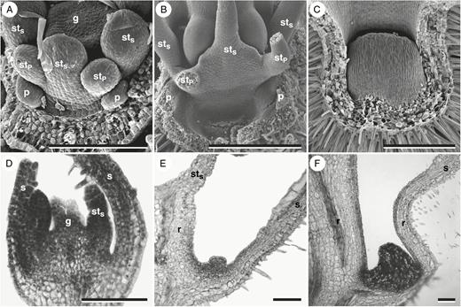 Nectary gland development in Pelargonium australe. (A–C) Micrographs obtained using scanning electron microscopy. (D–F) Longitudinal sections. (A) Adaxial side of the flower before onset of nectary gland development. (B) Tube formation by growth of the receptacle. (C) Nectary gland at the base of the tube of an anthetic flower. (D) Longitudinal section through the developmental state similar to (A). (E) Developmental state similar to (B). (F) Anthetic flower. Perianth organs and wall of the tube in (C) removed. g, gynoecium; p, petal; r, receptacle; s, sepal; stP; antepetalous stamen; stS, antesepalous stamen. Scale bars in (A, D–F) = 100 μm, (B, C) = 500 μm.