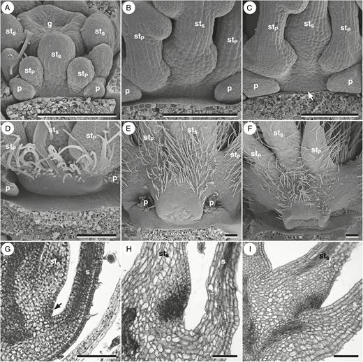 Nectary gland development in Monsonia brevirostrata. (A–F) Micrographs obtained using scanning electron microscopy. (G–I) Longitudinal sections. (A) Young flower showing the early formation of stamen triplets. (B) Stamen base before the onset of nectary gland development. (C) Onset of nectary gland development. (D) Slightly bilobed young nectary gland and onset of anthophore development. (E) Gland shortly before anthesis. (F) Partially collapsed nectary gland and anthophore of an anthetic flower. (G) Longitudinal section through a nectary gland in a corresponding stage to (C). (H) Similar stage to (E). (I) Gland in an anthetic flower. Arrows indicate the earliest observed stage of nectary gland development. Perianth organs removed. g, gynoecium; p, petal; S, sepal; stP, antepetalous stamen; stS, antesepalous stamen. Scale bars in (A–I) = 100 μm.