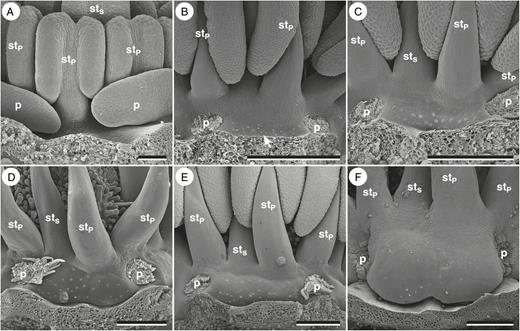 Nectary gland development in Hypseocharisbilobata. Micrographs obtained using scanning electron microscopy. (A) Androecium before onset of nectary gland development. (B) Onset of nectary gland development as a field of nectarostomata. (C) First bulging of the nectary gland. (D) Growth of the nectary gland and the neighbouring receptacle. (E) Continuing growth of the nectary gland. The field of nectarostomata is shifted towards its basipetal position. (F) Nectary gland of an anthetic flower. Arrows indicate the earliest observed stage of nectary gland development. Perianth organs removed. p, petal; s, sepal; stP, antepetalous stamen; stS, antesepalous stamen. Scale bars in (A) = 100 μm, (B–F) = 500 μm.
